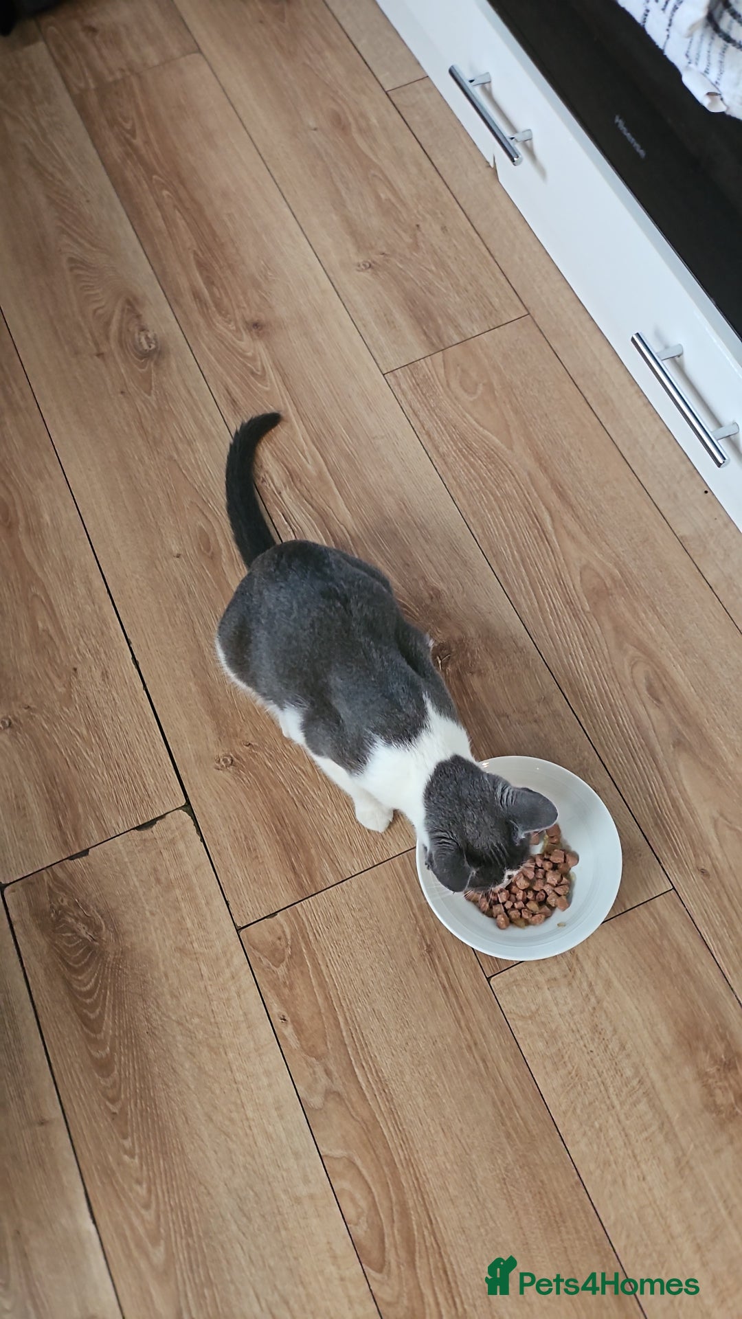 Mixed Breed cats for sale: 4 sweet little kittens Ready for a New Home  - Image 12