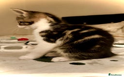 Mixed Breed cats for sale: 4 gorgeous tabby kittens - Image 23
