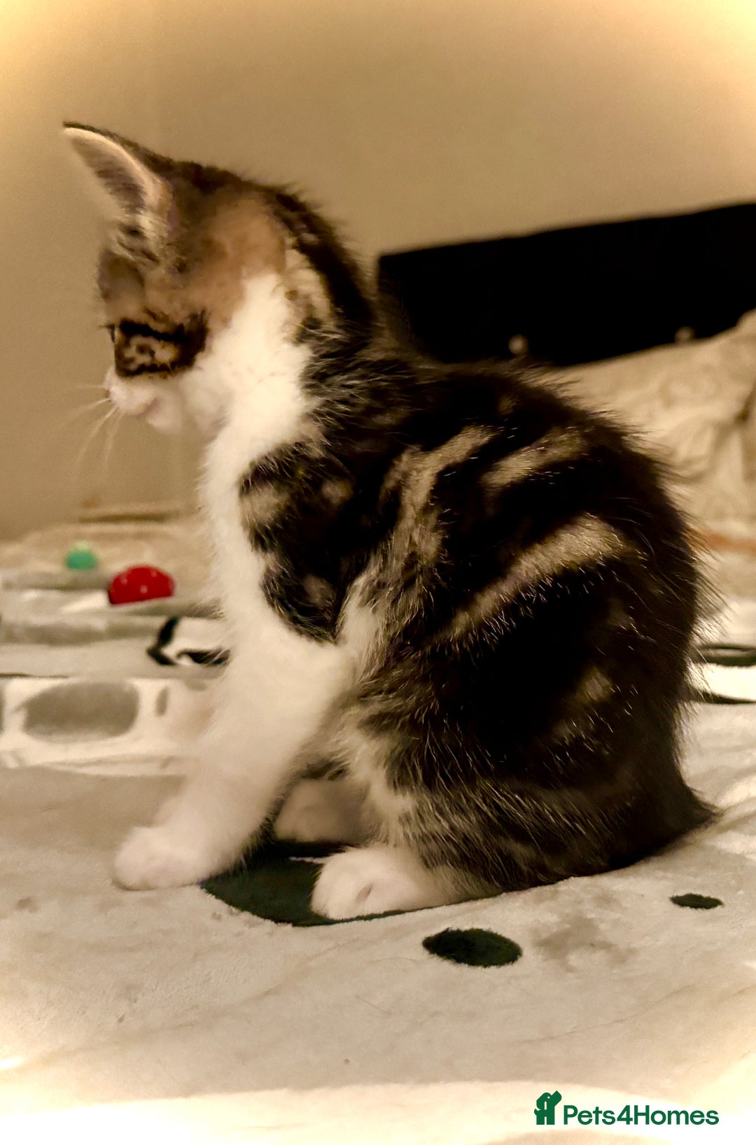 Mixed Breed cats for sale: 4 gorgeous tabby kittens - Image 23