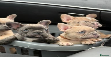 French Bulldog dogs - Advert 11