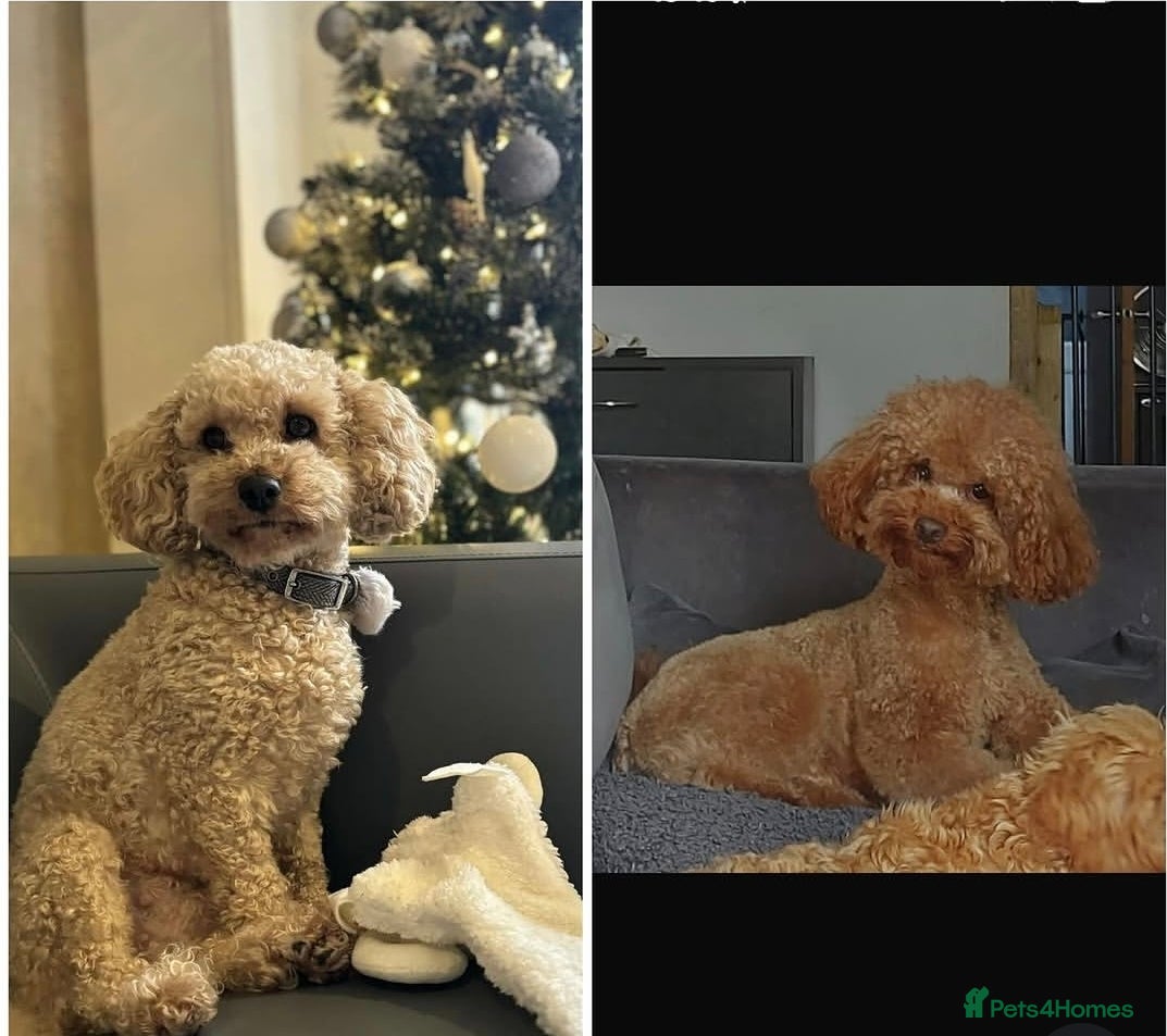 Cavapoo dogs 💕Late Summer Litter Planned - Waiting List Open💕 - Advert 1