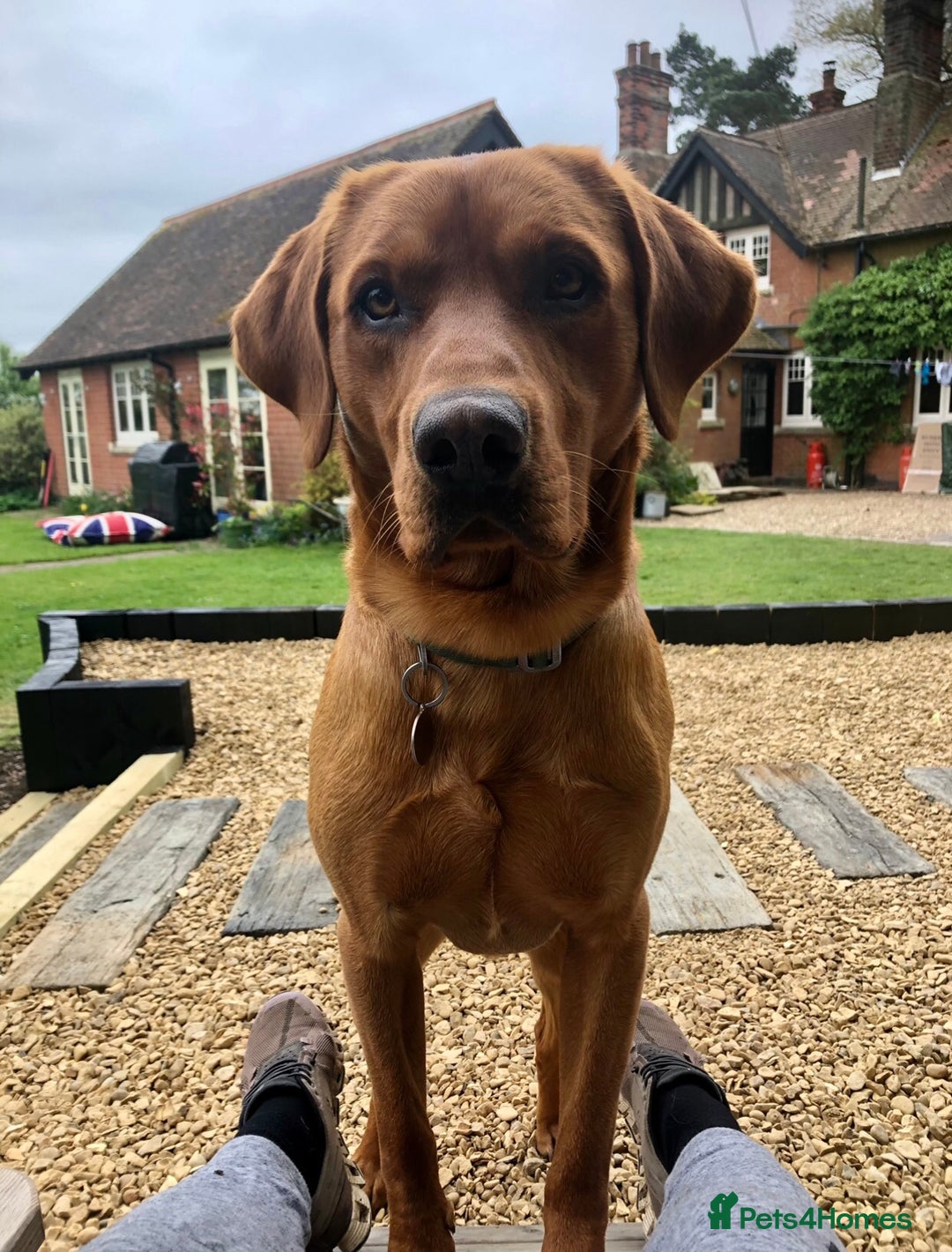 Labrador Retriever dogs for stud: Fox red Labrador available for stud - Proven in Melton Mowbray - Advert 8