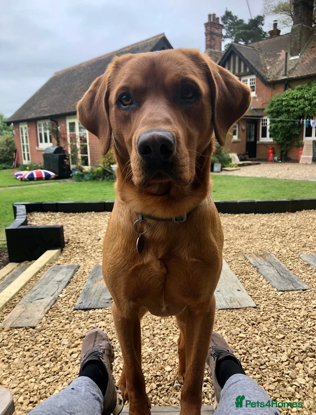 Labrador Retriever dogs for stud: Fox red Labrador available for stud - Proven in Melton Mowbray - Advert 8
