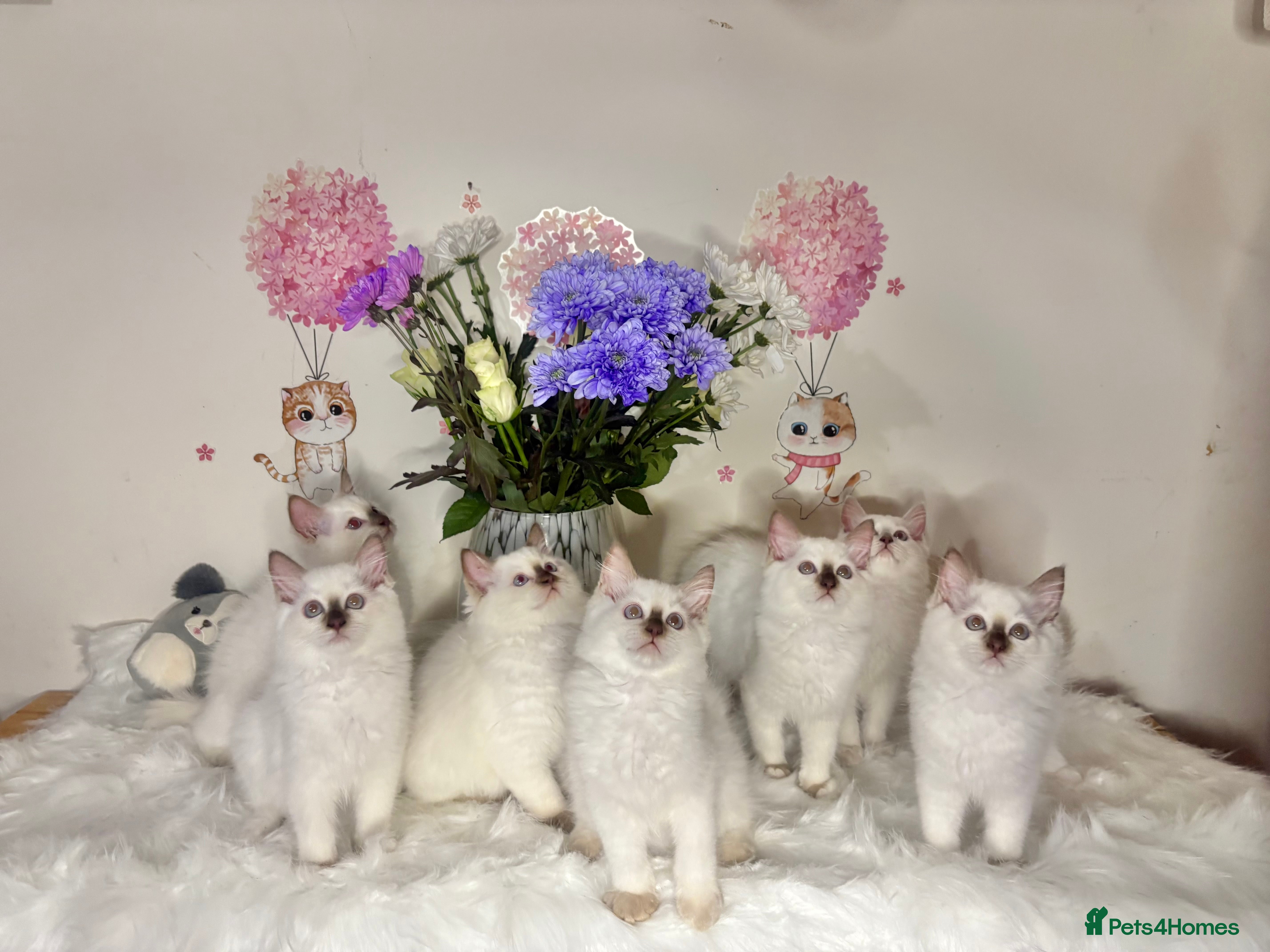 Ragdoll cats ⭐️TICA REG⭐️PEDIGREE⭐️CHAMP LINE🏆Ragdoll Kittens  - Advert 1