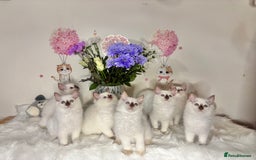 Ragdoll cats for sale: ⭐️TICA REG⭐️Pedigree Ragdoll Kittens DNA CLEAR ✅  - Image 5