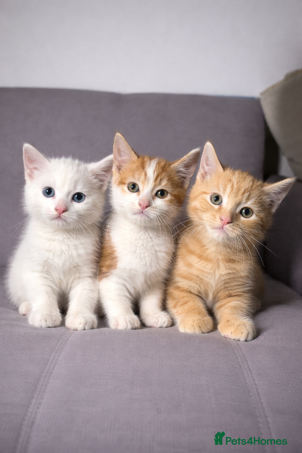 Mixed Breed cats X3 Mixed Ginger/Turkish Angora Kitten - Ready now - Advert 1