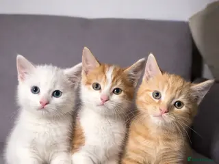 Mixed Breed cats X3 Mixed Ginger/Turkish Angora Kitten - Ready now - Advert 1