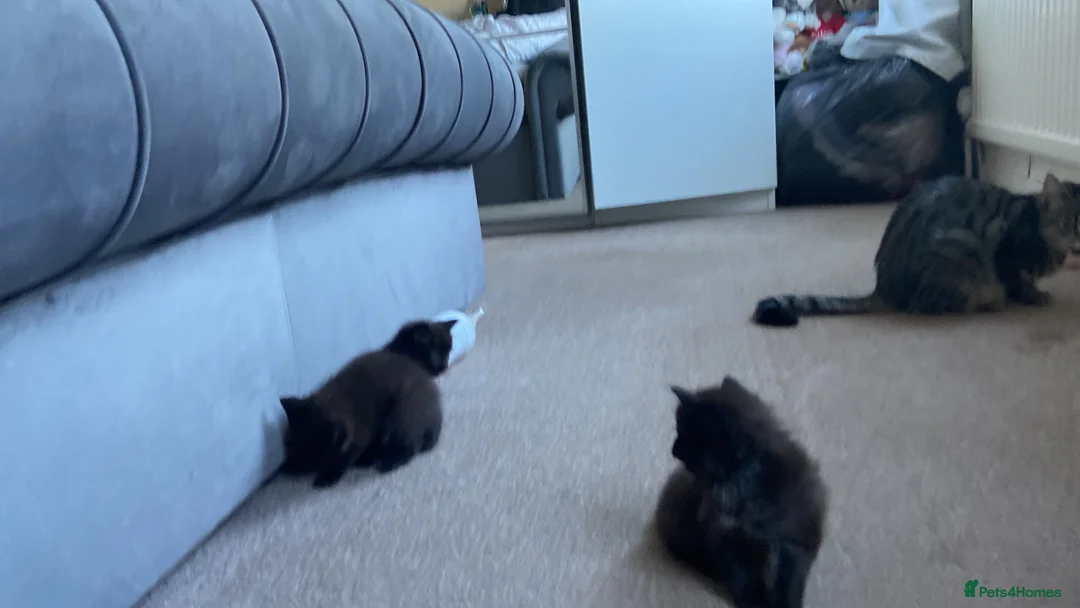 Mixed Breed cats for sale: 2 male kittens  - Advert 2