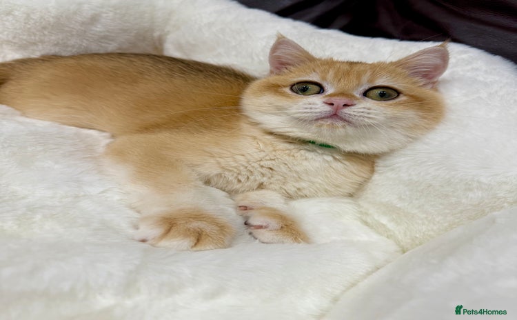 British Shorthair cats - Advert 3