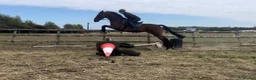 Irish Thoroughbred horses for sale: 16.1hh thoroughbred gelding - Advert 3