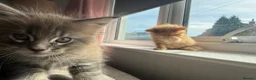 Maine Coon cats for sale: Pedigree / tica Maine coon kittens - Advert 9