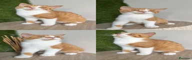 British Shorthair 3