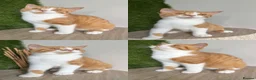 British Shorthair cats for sale: Ready now British shorthair babies - Advert 9