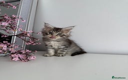 Maine Coon cats for sale: Stunning TICA Maine Coon girls - Image 12