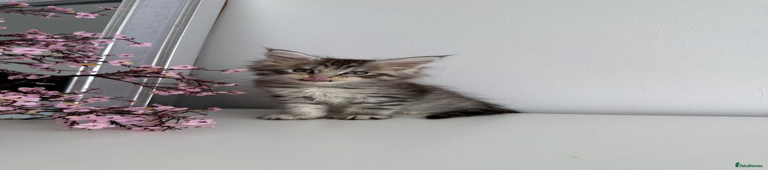 Maine Coon Kitten 4