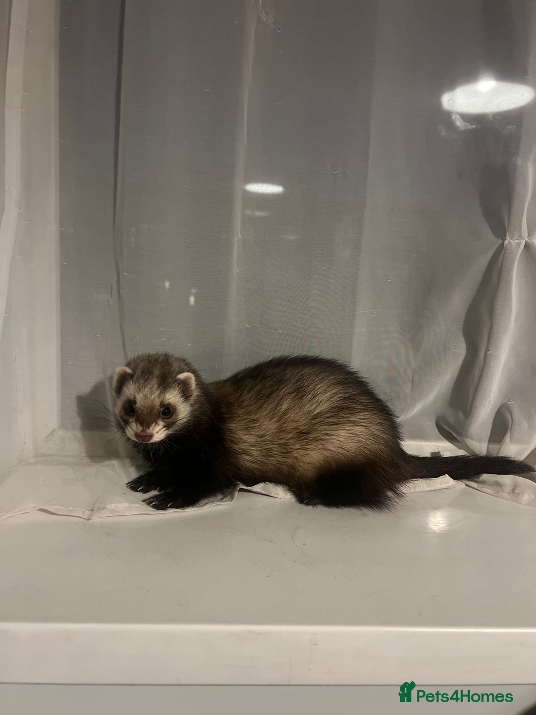 Ferret rodents for sale: 2 Bonded male ferrets, cage and full set up - Image 8