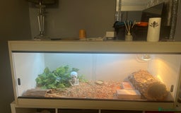 Bearded Dragon reptiles for sale: Bearded dragon  - Image 1