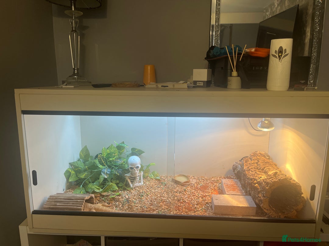Bearded Dragon reptiles for sale: Bearded dragon  - Image 1