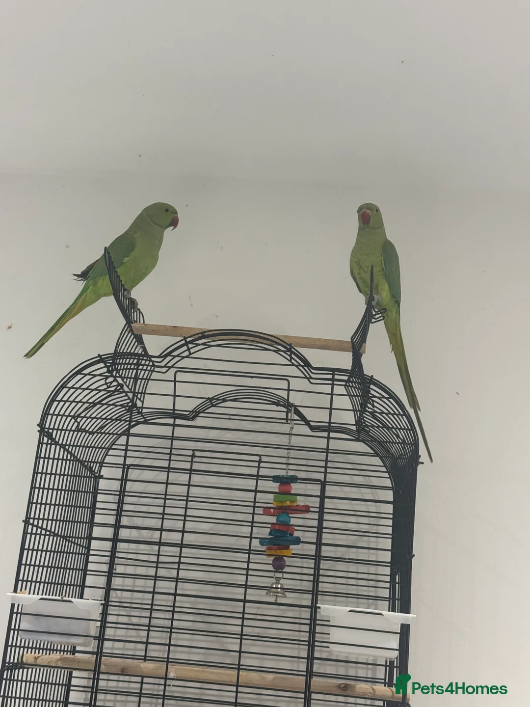 Ringnecks birds for sale: Indian Ringneck pair of parrots  in Hornchurch - Advert 2