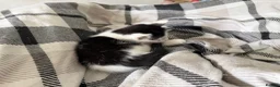 Mixed Breed cats for sale: 3 x Black & white kittens, 1 x boy, 2 x girl in Port Talbot - Advert 16