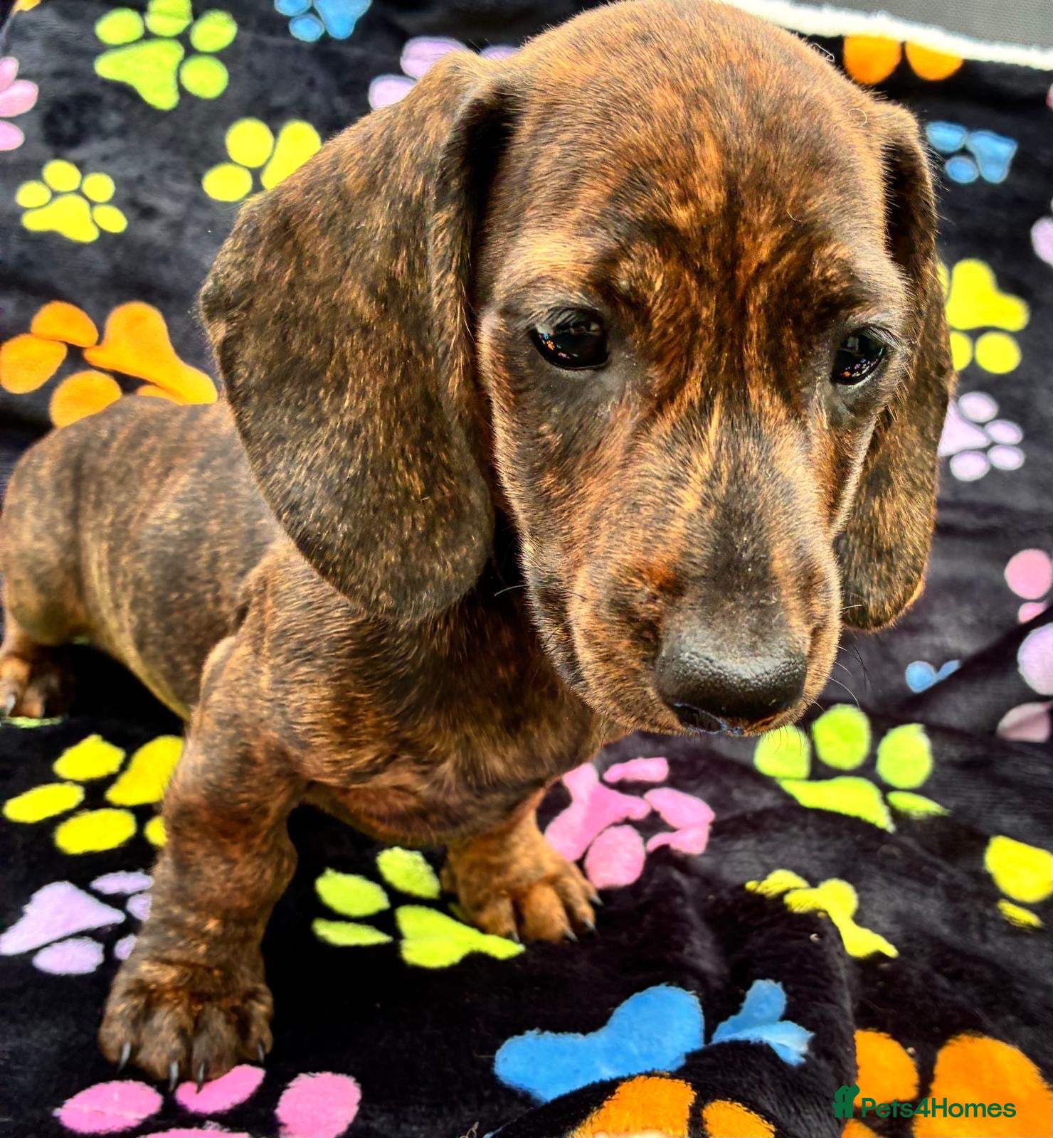Dachshund dogs Dachshund Puppies ready for their forever homes - Advert 1
