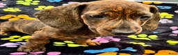 Dachshund dogs for sale: Dachshund Puppies ready for their forever homes - Advert 1