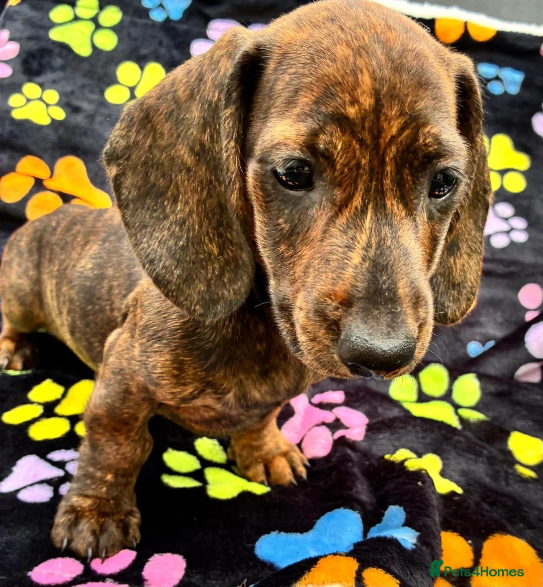 Dachshund dogs for sale: Dachshund Puppies ready for their forever homes - Advert 1
