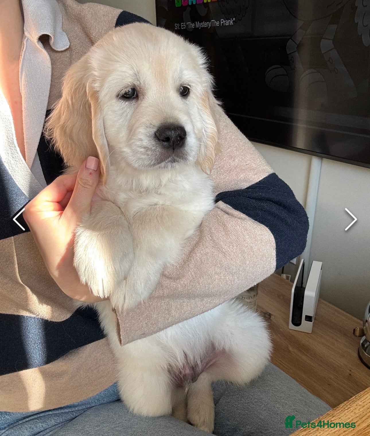 Golden Retriever dogs One remaining, KC registered Golden Retrievers  - Advert 4