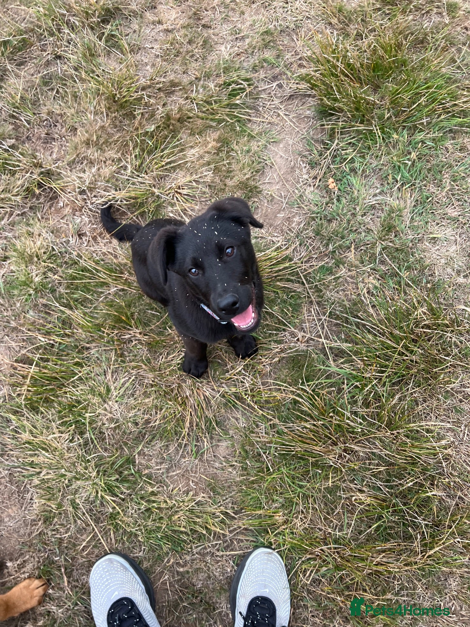 Mixed Breed dogs Bonnie -  - Advert 3