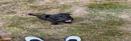 Mixed Breed dogs for sale: Bonnie -  - Advert 3