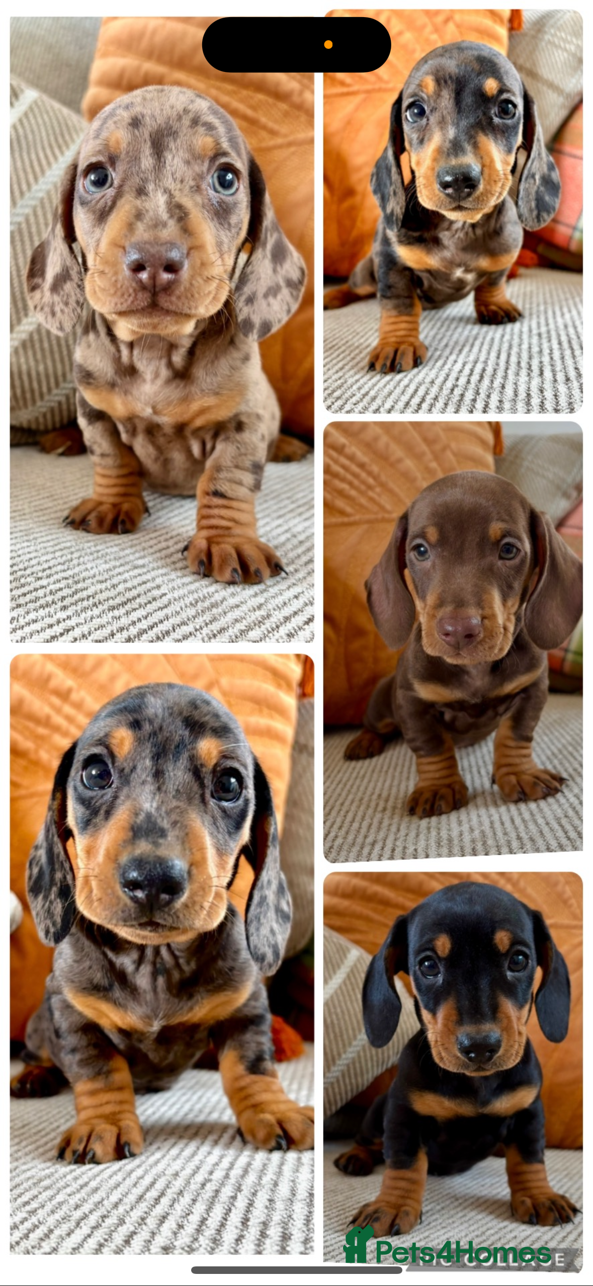 Miniature Dachshund dogs BEAUTIFUL PRA CLEAR & KC REG MINIS - Advert 1