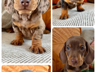 Miniature Dachshund dogs BEAUTIFUL PRA CLEAR & KC REG MINIS - Advert 13