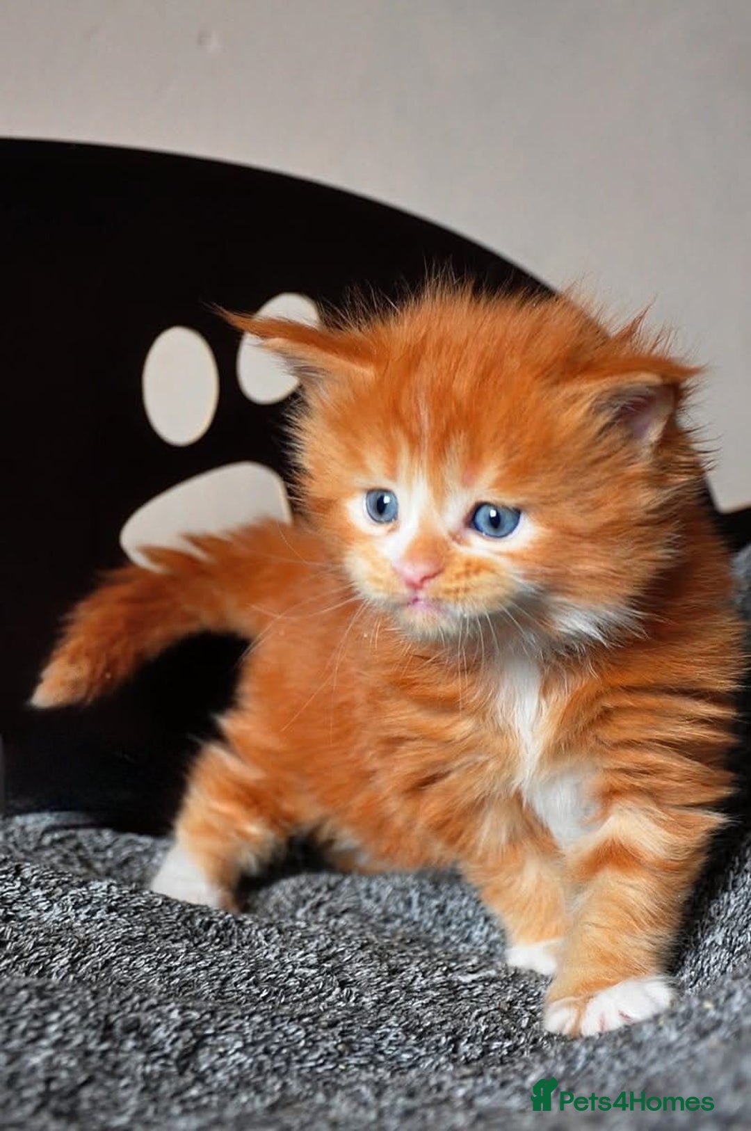 Maine Coon cats for sale: Mane Coon xxxl - Image 8