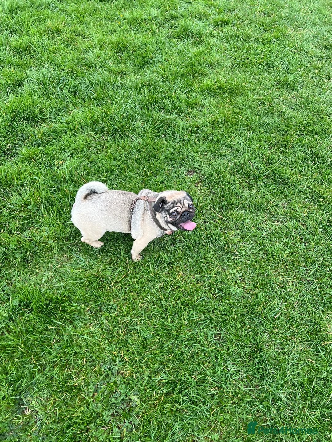 Pug dogs for sale: Roscoe  in Nottingham - Advert 2