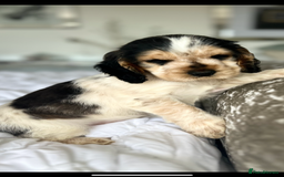 Cocker Spaniel dogs for sale: OUTSTANDING KC REG SHOW COCKER SPANIEL PUPPIES  - Image 13