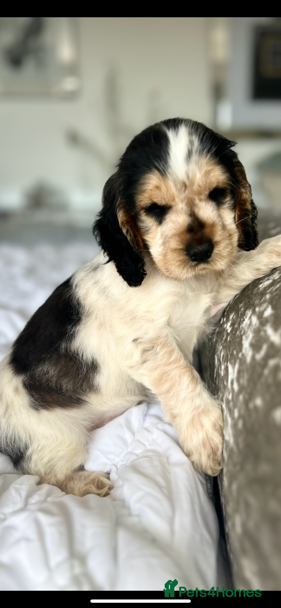 Cocker Spaniel dogs for sale: OUTSTANDING KC REG SHOW COCKER SPANIEL PUPPIES  - Image 13