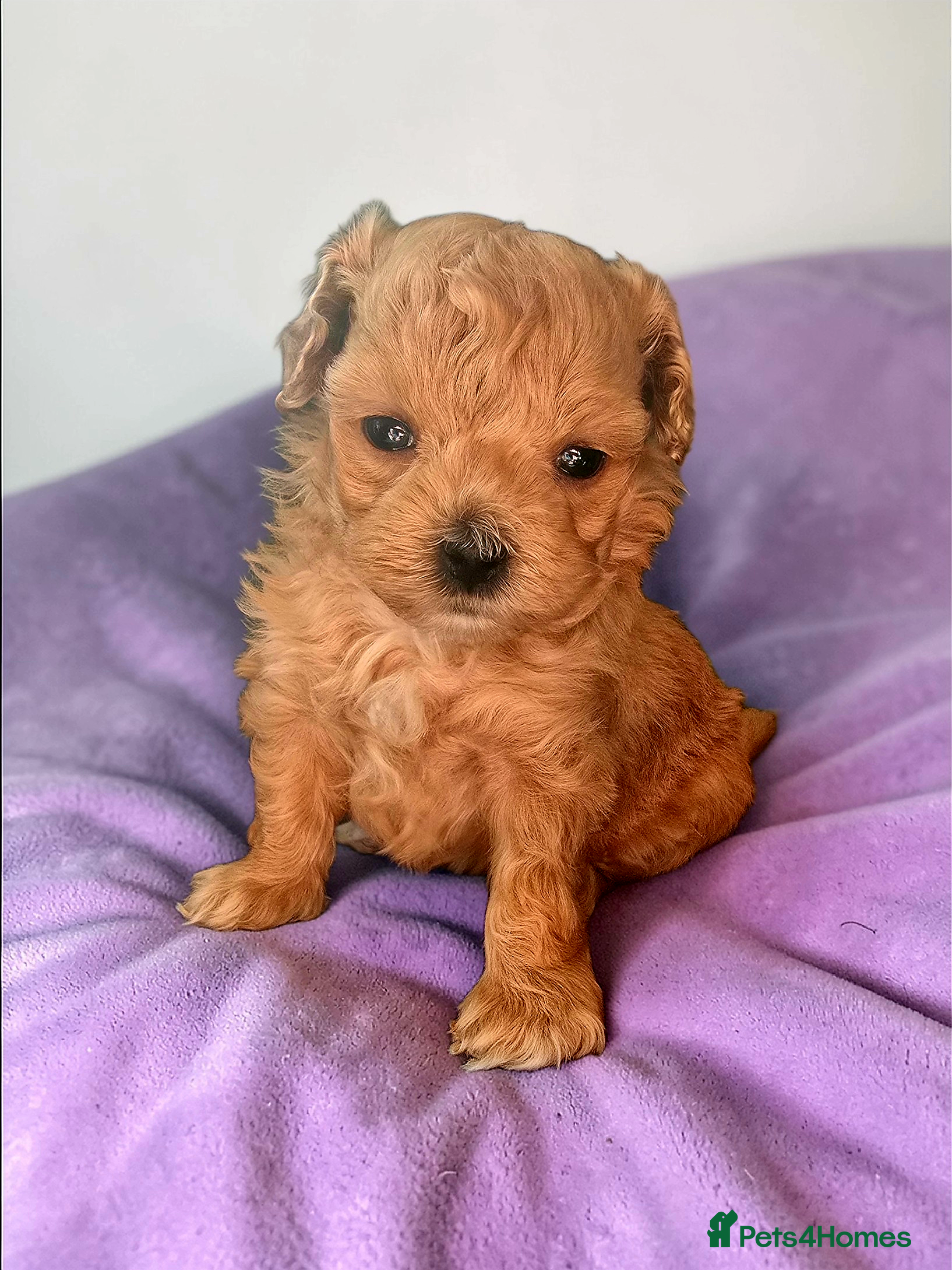 Maltipoo dogs Beautiful F1 maltipoo looking forever home ❤️🐶 - Advert 18