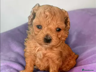 Maltipoo dogs Beautiful F1 maltipoo looking forever home ❤️🐶 - Advert 18