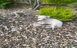 Italian Greyhound dogs for sale: Italian greyhound puppies - Image 7