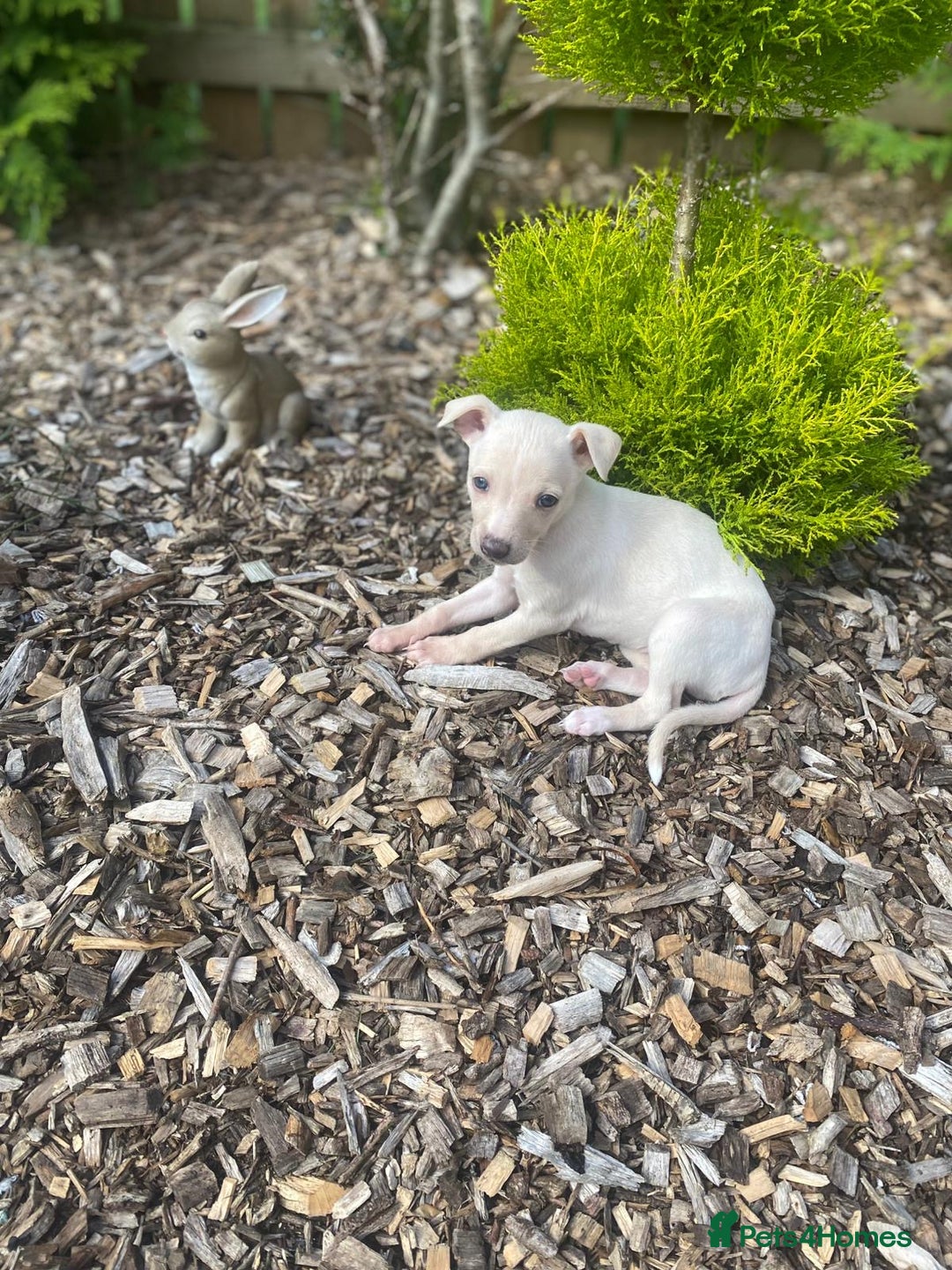 Italian Greyhound dogs for sale: Italian greyhound puppies - Image 7