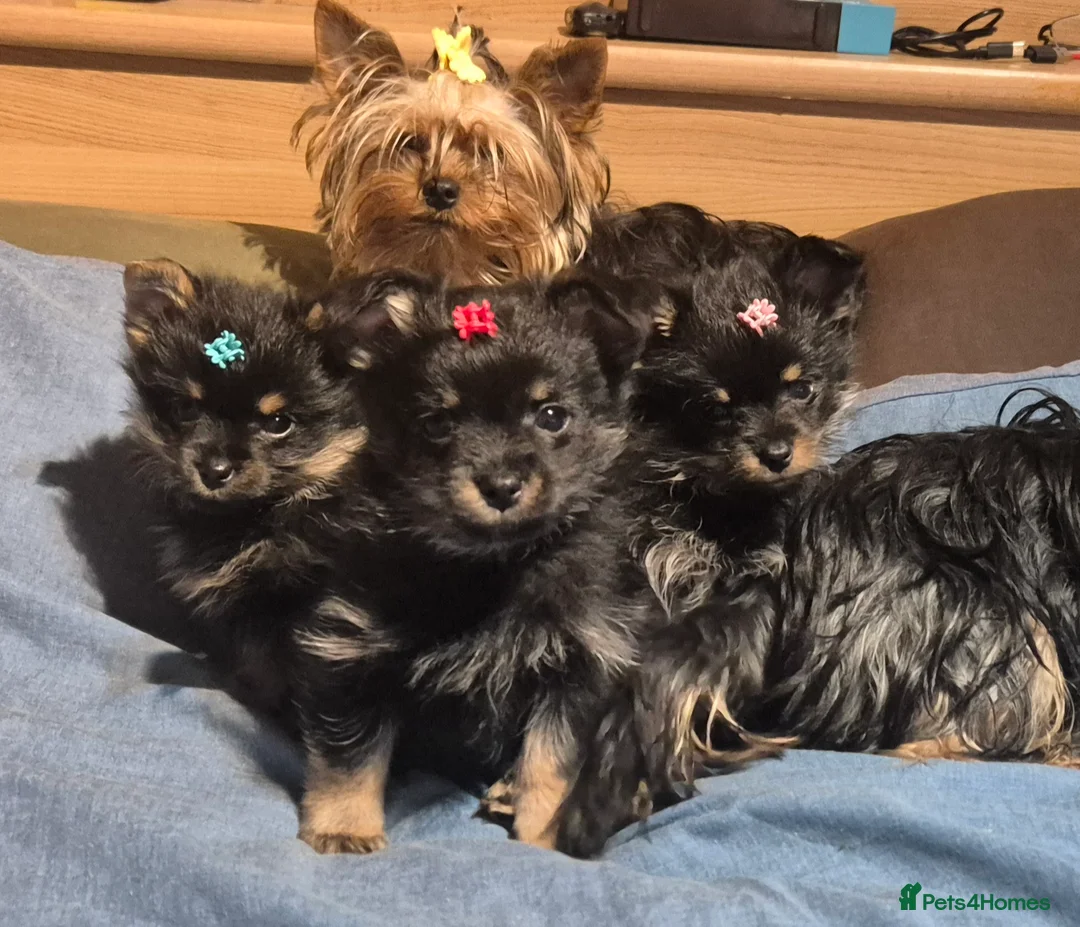 Pomeranian dogs for stud: Very, very sexsy mini Pomeranian 🧸 boys for stud in Boston - Advert 3