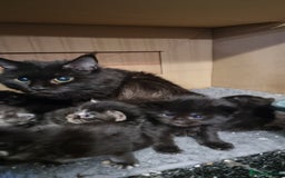 Maine Coon cats for sale: Pedigree GCCF Maine Coon Kittens for sale  - Image 27
