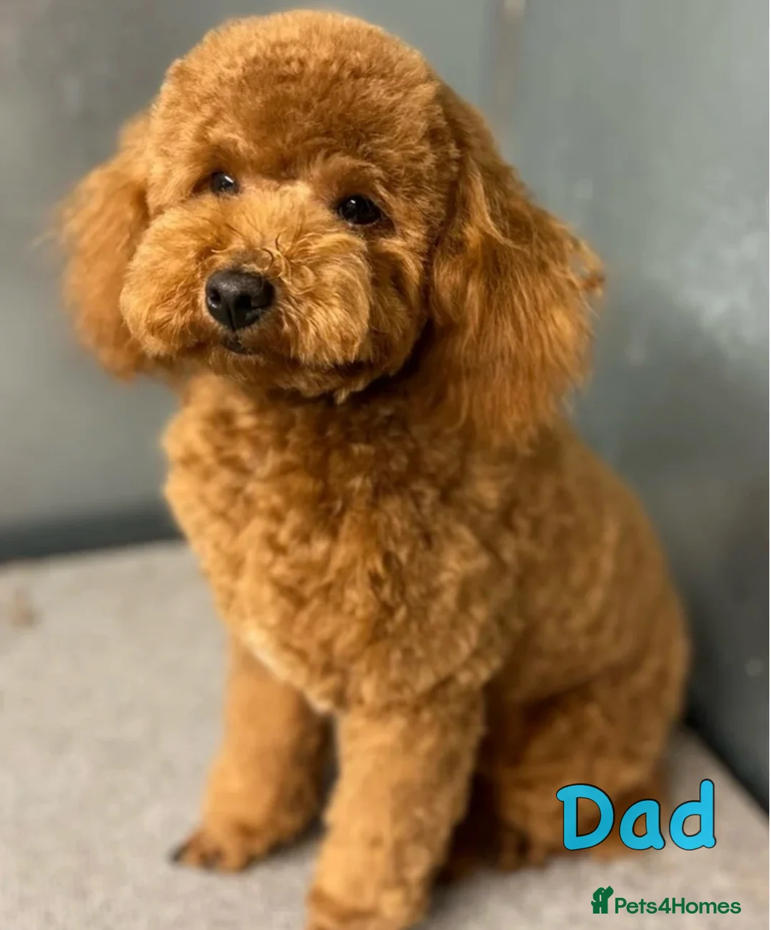 Lhasapoo dogs for sale: Lhasapoo pups (doodles) F1b  - Advert 15