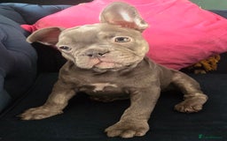 French Bulldog dogs for sale: Gorgeous Blue French Bulldog Girl - Image 5