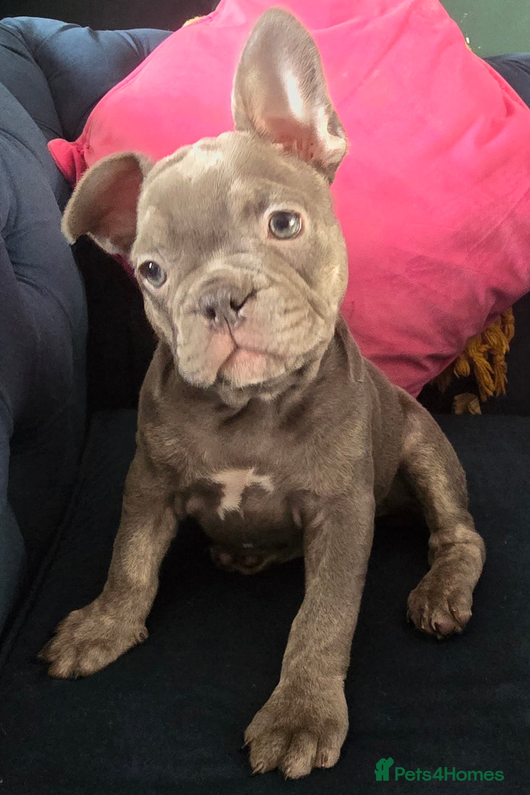 French Bulldog dogs for sale: Gorgeous Blue French Bulldog Girl - Image 5