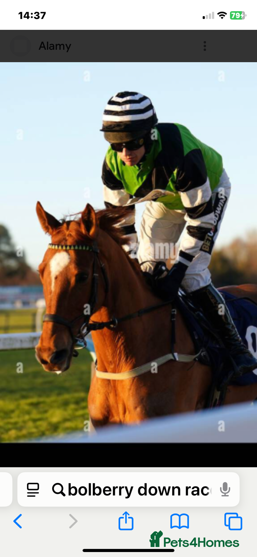 Irish Thoroughbred horses for sale:  gentleman - Advert 1