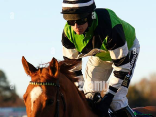 Irish Thoroughbred horses gentleman - Advert 7