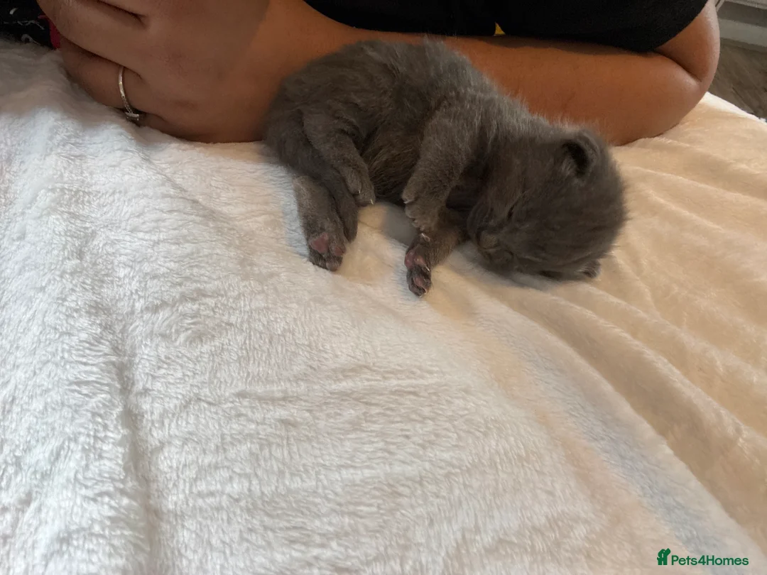 British Shorthair cats for sale: Our British Shorthair Grey Kittens  - Advert 31