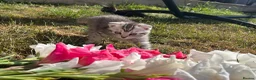 Mixed Breed cats for sale: 6 Beautiful Kittens - Advert 5