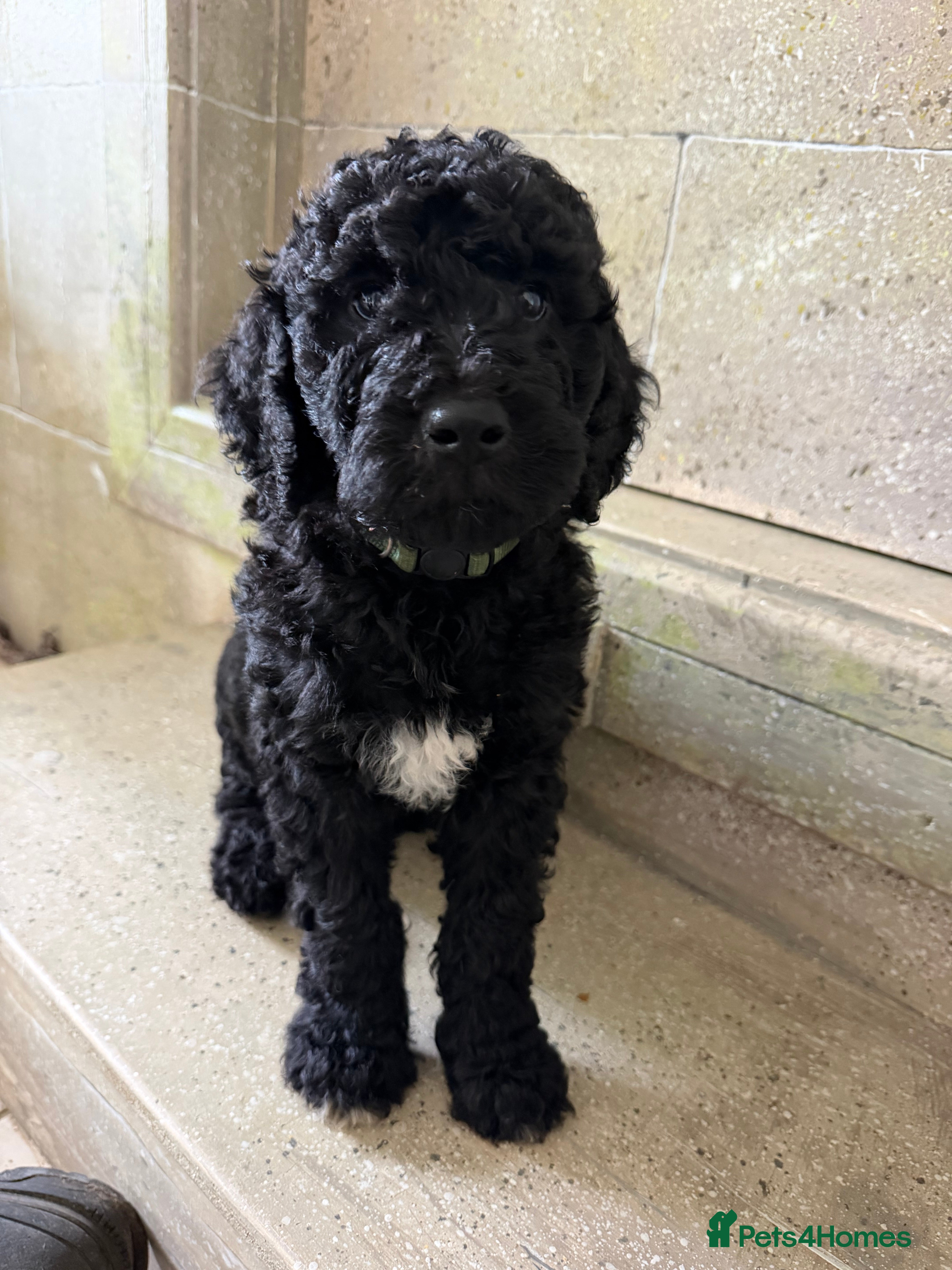 Labradoodle dogs Labradoodle Standard Puppies - Advert 2